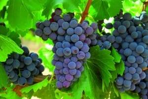 En tiempo de vendimia la madurez de la uva no espera a nadie y las horas pueden ser vitales | ACEVIN
