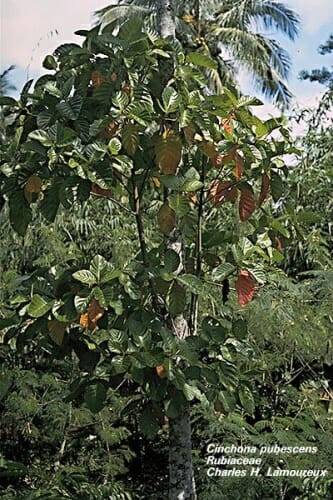 El "Árbol de la Fiebre", recibía este nombre porque el efecto antipirético de la corteza del árbol de la quina paliaba los efectos del paludismo