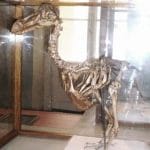 Esqueleto del último dodo