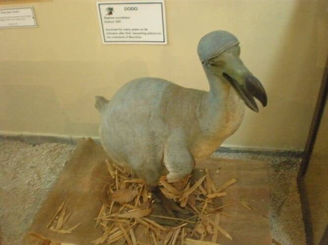 Reproducción de un dodo