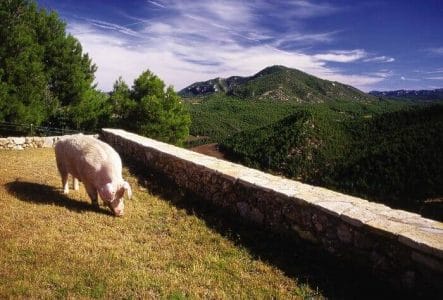 Todo el proceso de elaboración del Jamón de Teruel se lleva a cabo en la provincia