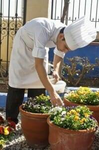 Uno de los ayudantes de Carme recoge hierbas del jardín de Sant Pau