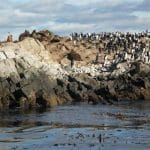 Leones marinos y cormoranes