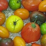 Tomates. Mercado de Rungis