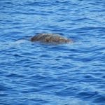 Una gran tortuga en las aguas de Mazarrón