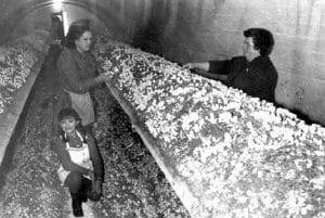 Las primeras bodegas de champiñón en Pradejón, años 50.