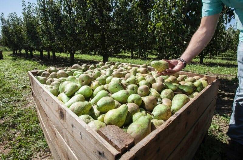 La pera de Rincón de Soto se cultiva en más de 20 localidades
