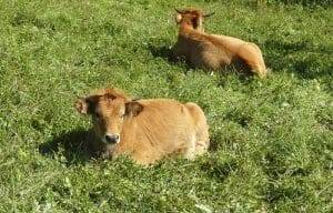 Vacas asturianas