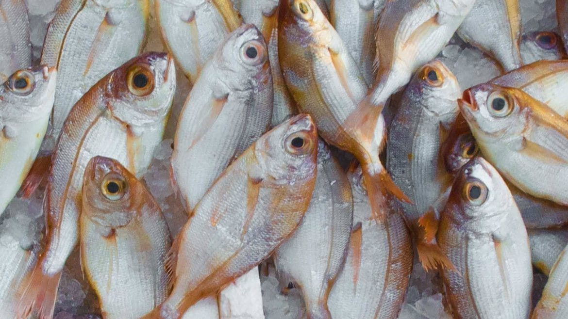 La OCU encuentra mercurio en pescados y mariscos
