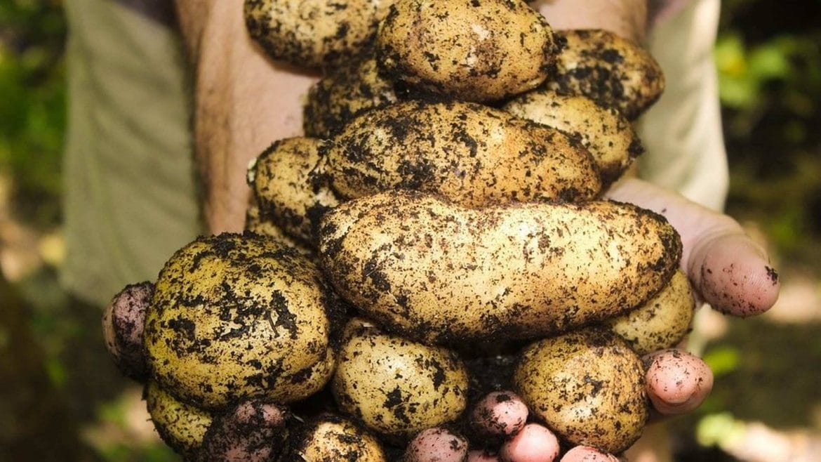 4 Trucos para conservar las patatas más tiempo