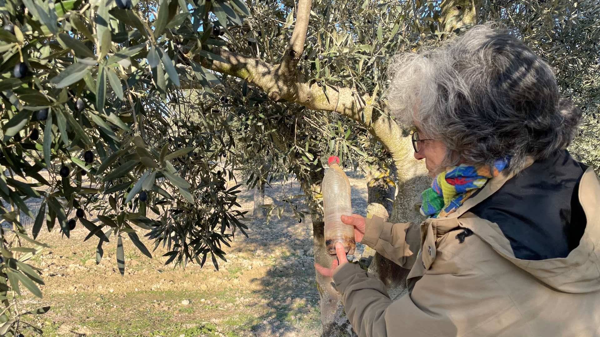 Mari Luz nos muestra sus recursos para evitar que las moscas ataquen el olivar