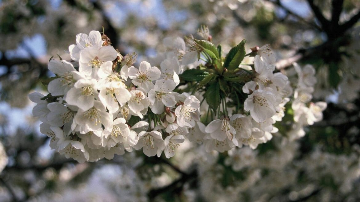La floración del Valle del Jerte da comienzo a la campaña de la cereza DOP