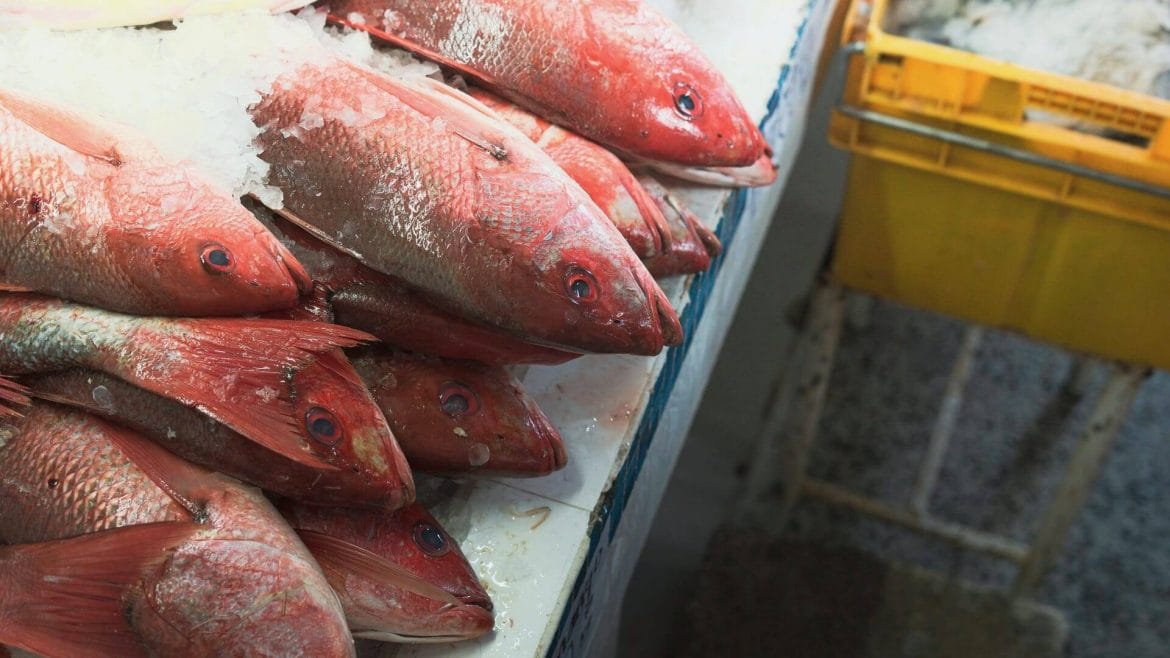 Para matar el anisakis es preciso someter al pescado a temperaturas inferiores a los -20ºC durante 24 horas