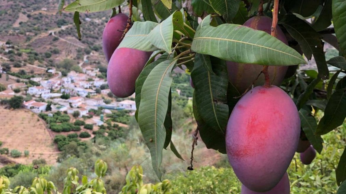 ¿Quieres conocer (y probar) los frutos tropicales que nacen en Andalucía?