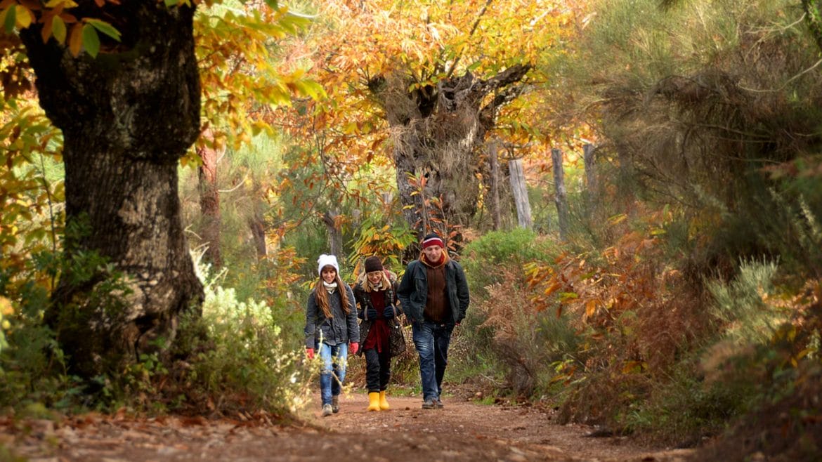 Los bosques de Andalucía más bonitos para pasear en otoño... ¡y coger setas!